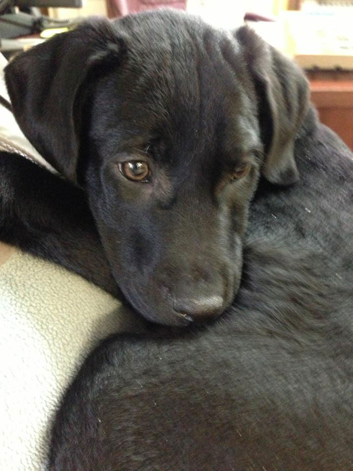 Why You Should Adopt Your Dog